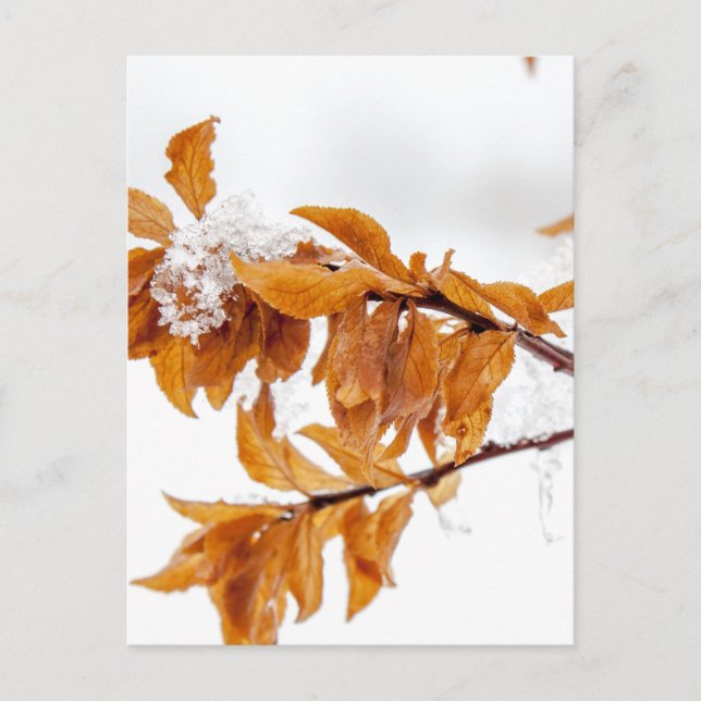 Carte Postale Feuilles d'orange en hiver (Devant)