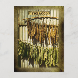Carte Postale Feuilles du tabac séché