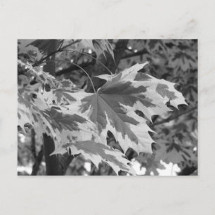 Carte Postale Feuilles en noir et blanc