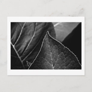 Carte Postale feuilles étant