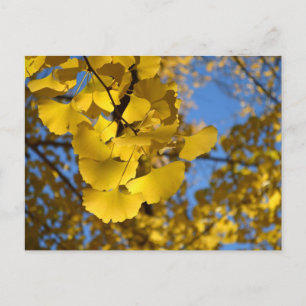 Carte Postale Feuilles Ginkgo