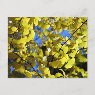 Carte Postale Feuilles Ginkgo à la fin de l'automne : Japon