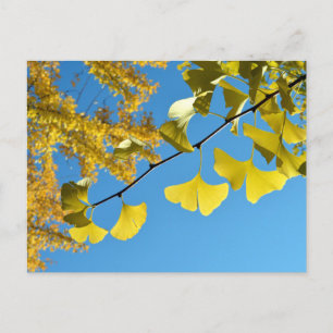Carte Postale Feuilles Ginkgo en automne
