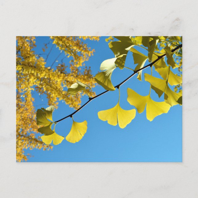 Carte Postale Feuilles Ginkgo en automne (Devant)