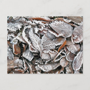 CARTE POSTALE FEUILLES HIVER