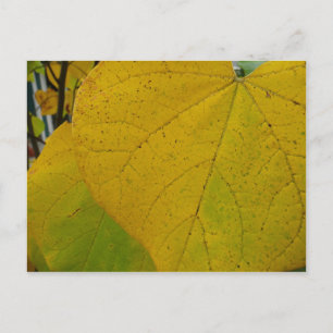 Carte Postale Feuilles Jaunes de Cercis Automne Photographie de