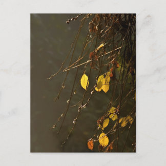 Carte Postale Feuilles Jaunes Par Un Jour D'Automne Massif