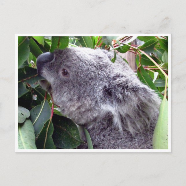 Carte Postale feuilles koala (Devant)