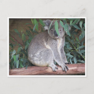 Carte Postale feuilles koala