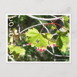 Carte Postale Feuilles lumineux -CO