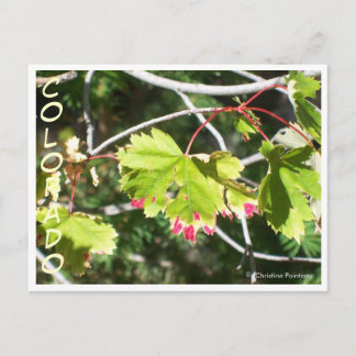 Carte Postale Feuilles lumineux -CO