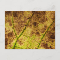Feuilles - Macro Image Automne Feuillage Automne