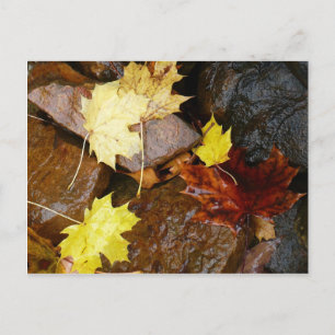 Carte Postale Feuilles mouillées et rochers Photographie de la n