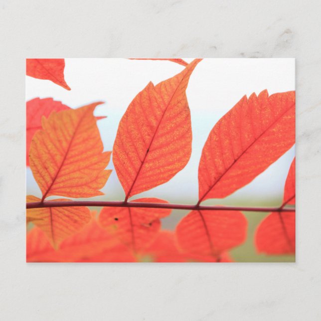 Carte Postale Feuilles orange d'automne (Devant)