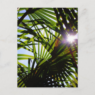Carte Postale Feuilles Palm