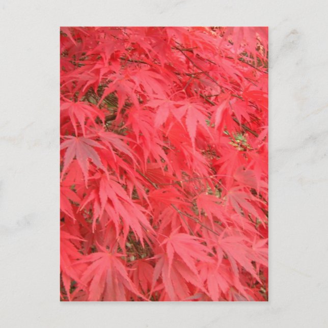 Carte Postale Feuilles rouges (Devant)