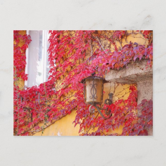 Carte Postale Feuilles rouges (Devant)