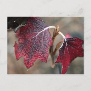 Carte Postale Feuilles rouges