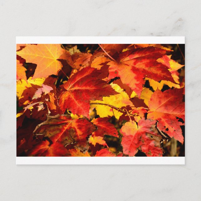 Carte Postale Feuilles rouges feuilles jaunes feuilles d'automne (Devant)