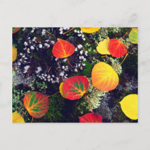 Carte Postale Feuilles sur la roche couverte de lichen, Rocheuse