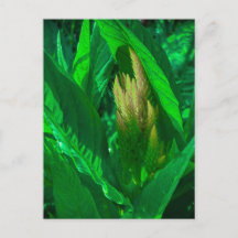 Feuilles vertes avec un épi de fleur de célosie do