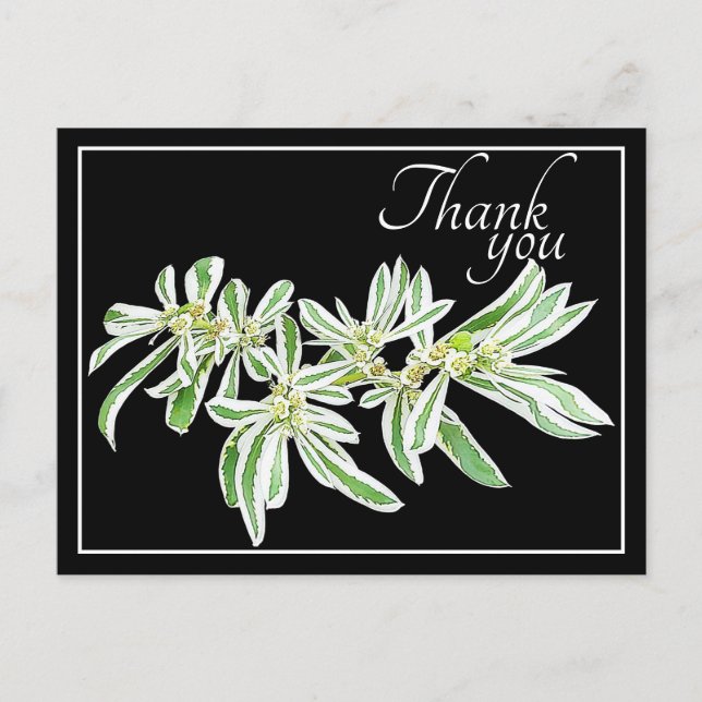 Carte Postale Feuilles Vertes & Blanches Fond Noir Merci (Devant)