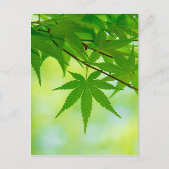 Carte Postale Feuilles verts de l'érable japonais (Devant)