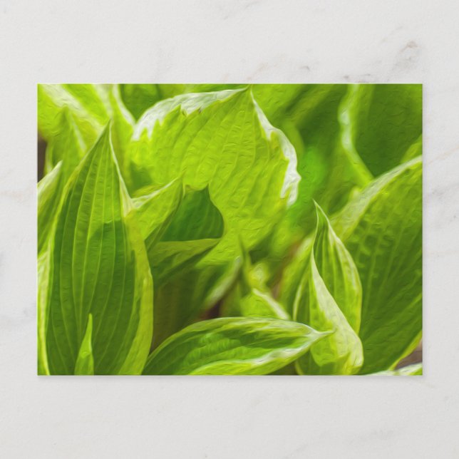 Carte Postale Feuilles verts Hosta (Devant)