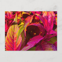 Feuilles vibrantes magenta et vertes en gros plan