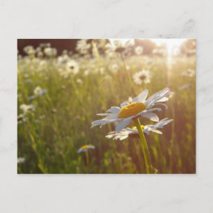 Carte Postale Feux de marguerite
