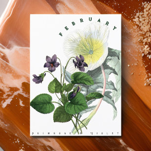 Carte Postale Février Fleurs Primrose et Violet