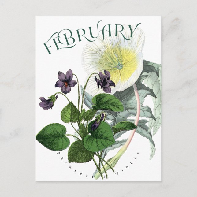 Carte Postale Février Fleurs Primrose et Violet fantaisie (Devant)