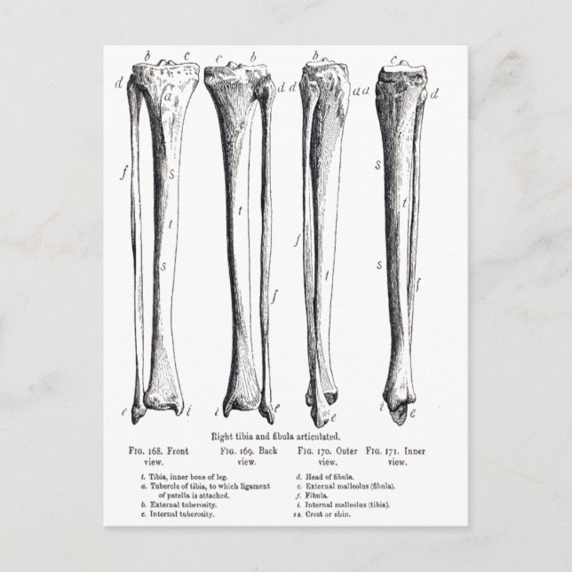 Carte postale Fibula & Tibia (Devant)