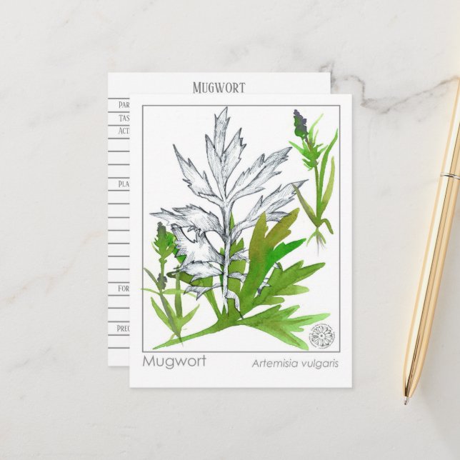 Carte Postale Fiche d'étude sur la plante médicinale Materia Med (Devant/Arrière en situation)