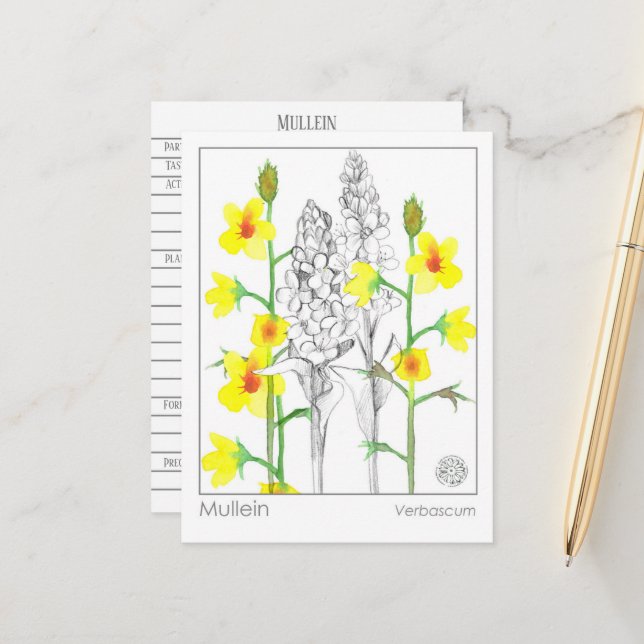 Carte Postale Fiche d'étude sur les plantes médicinales Materia  (Devant/Arrière en situation)