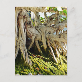 Carte Postale Ficus Banyan Bonsai Arbre Racines