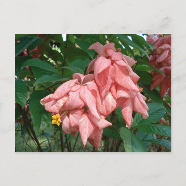 Carte postale Fidji rose et jaune (Devant)