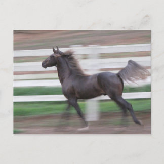 Carte Postale Fier courant