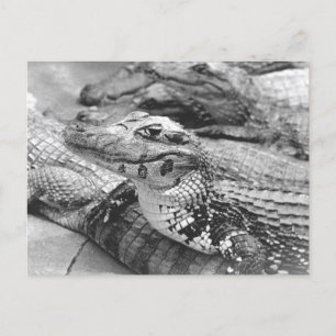 Carte Postale Fier crocodile de bébé amazonien