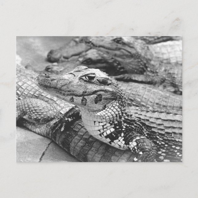 Carte Postale Fier crocodile de bébé amazonien (Devant)