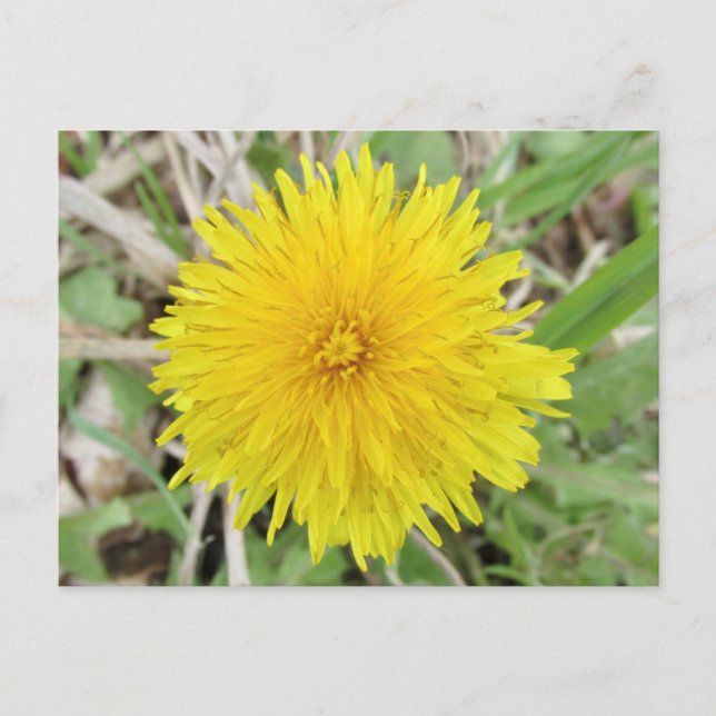 Carte Postale Fier Dandelion Fleur. (Devant)