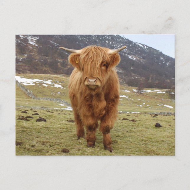 Carte Postale Fier d'être Écossais ! (Devant)