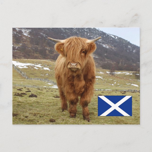 Carte Postale Fier d'être écossais ! (Devant)