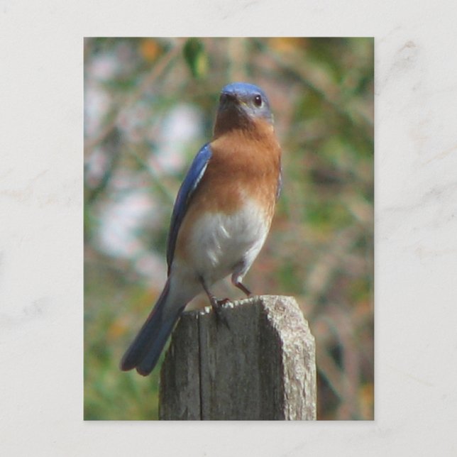 Carte postale Fière Bluebird (Devant)