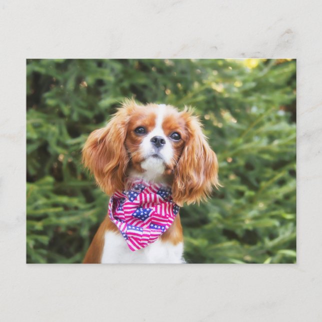 Carte Postale Fière Cavalier Roi Charles Spaniel Chiot (Devant)