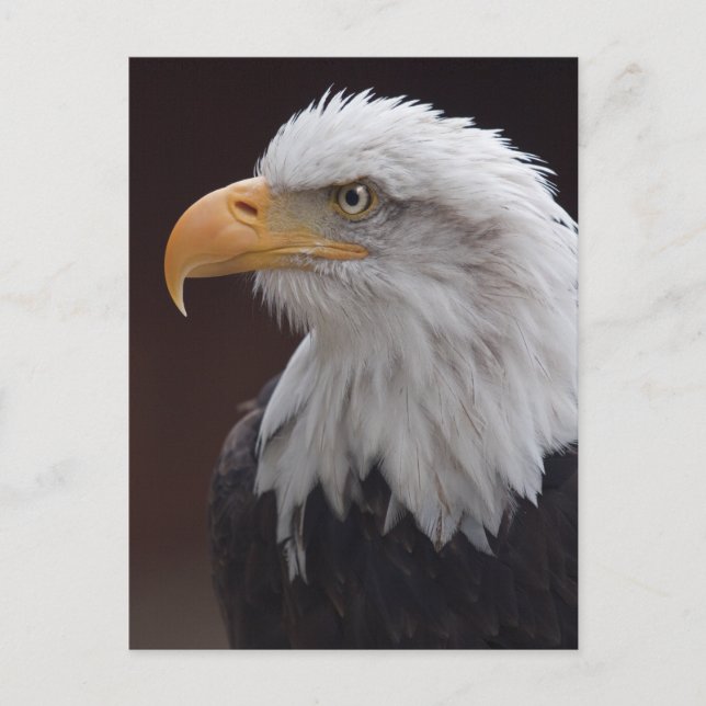 Carte postale Fière d'aigle (Devant)