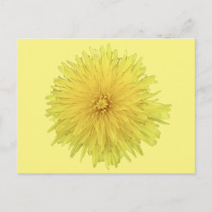 Carte Postale Fière Dandelion Flower - transparent.