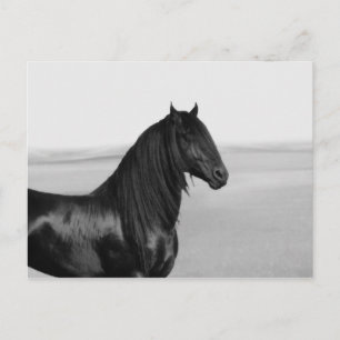 Carte Postale Fière Friesienne cheval d'étalon noir