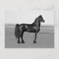 Fière Friesienne cheval d'étalon noir