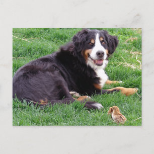 Carte Postale Fière Serena